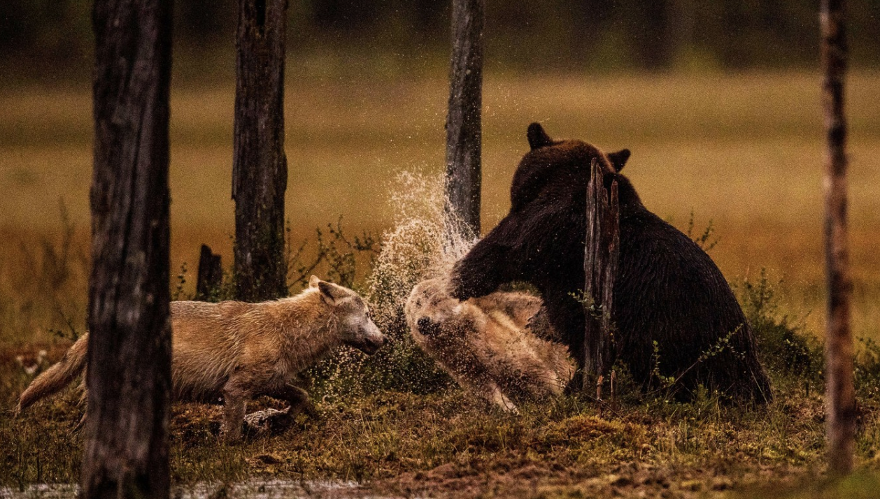 It is a BEAR punching a WOLF